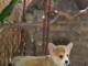 Welsh Corgi Pembroke chiots &agrave; vendre