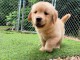 Chiot golden retriever 