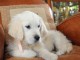 Chiot golden retriever 