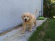 Chiot golden retriever 
