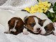 b&eacute;b&eacute; chiot type jack Russel terrier a donner 