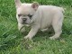 je donne chiot bouledogue fran&ccedil;ais m&acirc;le 