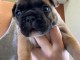 Dons chiot type bouledogue fran&ccedil;ais 