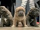 adopter chiot Cane corso femelle 