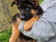Chiot berger allemand 