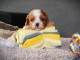 Je donne chiot cavalier king charle m&acirc;le 