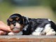 Adopter chiot cavalier king charle 
