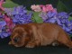 Chiot cavalier king charle femelle 