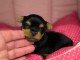 Chiot Yorkshire femelle a donner 