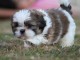Chiot Shih Tzu &agrave; donner 