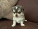 Je donne chiot chihuahua femelle 