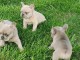 Adopter chiot bouledogue fran&ccedil;ais 