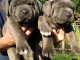 Je donne chiot cane corso disponible 