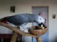 B&eacute;b&eacute; perroquet gris du Gabon disponible 