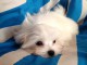 chiot bichon maltais m&acirc;le a donner 