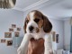 Chiot beagle lof femelle disponible 