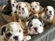 Chiot bulldog anglais lof &agrave; donner 
