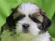 Dons chiot Shih Tzu disponible 