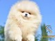 Pomeranian BOO chiots