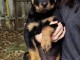 Rottweiler chiots &agrave; vendre