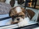 Dons chiot Shih Tzu disponible m&acirc;le 
