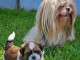 chiot Shih Tzu &agrave; donner 