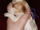 chiot cavalier king charle femelle a donner 