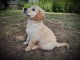 chiot golden retriever m&acirc;le a donner 