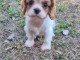 chiot cavalier king charle femelle a donner 