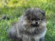 magnifique chiot spitz nain disponible pour adoption 