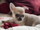 Dons chiot chihuahua femelle disponible 
