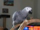 Perroquet gris du Gabon disponible 