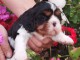 Je donne chiot cavalier king charle femelle 
