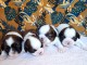 Adopter chiot Shih Tzu lof 