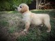 Je donne chiot golden retriever m&acirc;le 