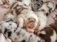  Chiots Bergers Australiens inscrits au LOF &agrave; r&eacute;server 