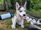 Magnifiques Chiots Husky Sib&eacute;rien Lof