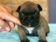 Adorable chiot bouledogue fran&ccedil;ais disponible 