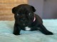 Adoption chiot bouledogue fran&ccedil;ais disponible 