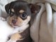 B&eacute;b&eacute; chiot chihuahua femelle a donner 