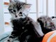Je donne chaton Maine coon femelle 
