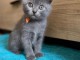 Adorable chaton ch&acirc;treux disponible femelle 