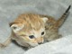 Chatons Savannah disponible 