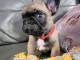 Chiot bouledogue fran&ccedil;ais &agrave; donner femelle 