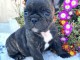 Chiot bouledogue fran&ccedil;ais &agrave; donner 
