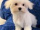 Chiot bichon maltais m&acirc;le a donner 