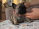Je donne des petits chiots bouledogue fran&ccedil;ais 