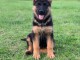 Chiot berger allemand lof m&acirc;le 
