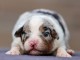 B&eacute;b&eacute; chiot berger australien disponible 