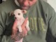 Chiot chihuahua &agrave; adopter dans une bonne maison
